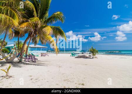 Palmen und Strand auf Caye Caulker Island, Belize Stockfoto