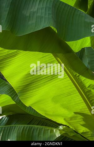 Große, grün blättrige, strukturierte Pflanzen Stockfoto