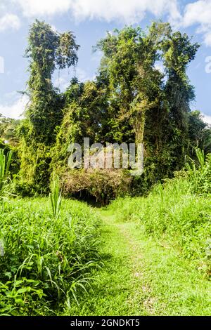 Wanderweg im Cockscomb Basin Wildlife Sanctuary, Belize. Stockfoto