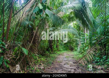 Wanderweg im Cockscomb Basin Wildlife Sanctuary, Belize. Stockfoto