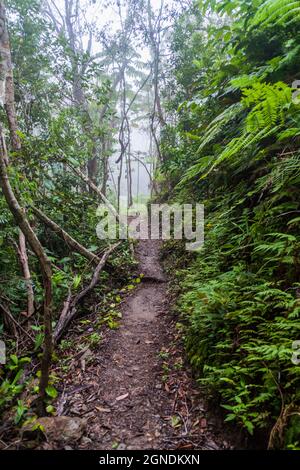 Wanderweg im Cockscomb Basin Wildlife Sanctuary, Belize. Stockfoto