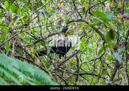 Crested guan Penelope purpurascens im Cockscomb Basin Wildlife Sanctuary, Belize. Stockfoto