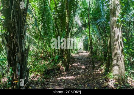 Wanderweg im Cockscomb Basin Wildlife Sanctuary, Belize. Stockfoto