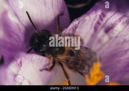 Selektiver Fokus einer Biene auf einer Lisianthus-Blume in einem Garten vor einem dunklen verschwommenen Hintergrund Stockfoto