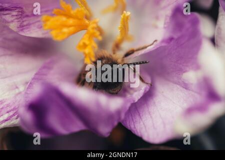 Selektiver Fokus einer Biene auf einer Lisianthus-Blume in einem Garten vor einem dunklen verschwommenen Hintergrund Stockfoto