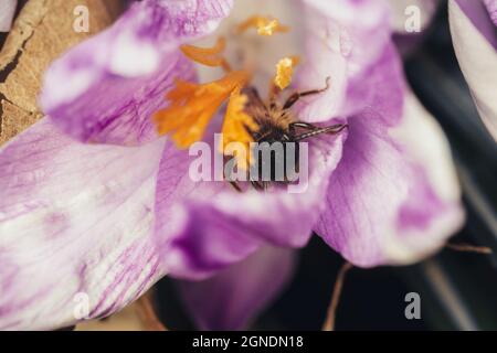 Selektiver Fokus einer Biene auf einer Lisianthus-Blume in einem Garten vor einem dunklen verschwommenen Hintergrund Stockfoto