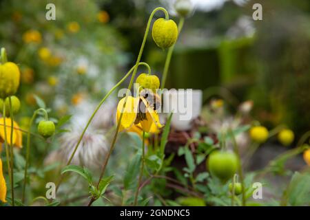 Die gelben Blumen von Clematis Tangutica, auch bekannt als die Orangenschale Clematis.Ein kräftiger Kletterer mit flauschigen Samenköpfen nach der Blüte. Stockfoto