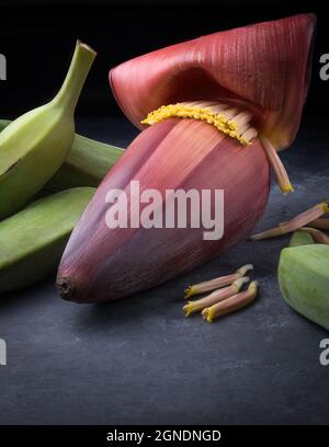 Eschenbananen oder grüne rohe Banane mit Bananenblüte auch als Bananenblüte bekannt, Gemüse isoliert auf dunklem Hintergrund, Nahaufnahme Seitenansicht Stockfoto