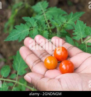 Hand hält Kirschtomaten vor der Tomatenpflanze im Garten, Nahaufnahme Stockfoto
