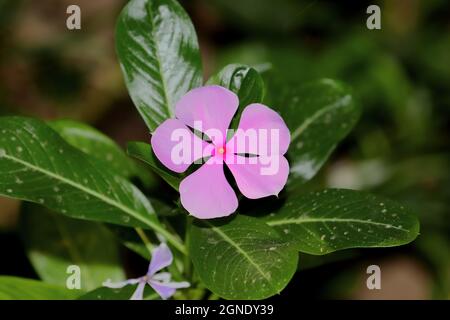 Nahaufnahme einer wunderschönen immergrünen, gelb-weißen Blume, die im Garten blüht Stockfoto