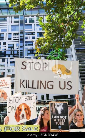 London, Großbritannien. September 2021. Demonstranten halten während eines Camp Beagle-Protestes in Cambridgeshire vor dem Londoner Innenministerium Schilder und Transparente hoch. Sie fordern von der Regierung enge Beagle-Züchter-Marshal-Bioressourcen (MBR) Acres und bringen der Vivisektion ein Ende. Welpen von MBR Acres werden in Tierversuchslabors verkauft. Camp Beagle ist ein Protestcamp am Straßenrand. Die Aktivisten werden vor der Fabrik campen, bis sie geschlossen und alle Beagle frei sind. Kredit: SOPA Images Limited/Alamy Live Nachrichten Stockfoto