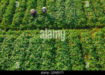 BAUERN PFLEGEN SÜSSKARTOFFELN AUF DEM FELD Stockfoto