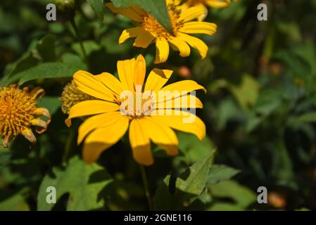 Wilde Sonnenblumen blühen in der Stadt der Tausenden Blumen in Da Lat, Vietnam Stockfoto