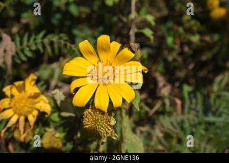 Wilde Sonnenblumen blühen in der Stadt der Tausenden Blumen in Da Lat, Vietnam Stockfoto