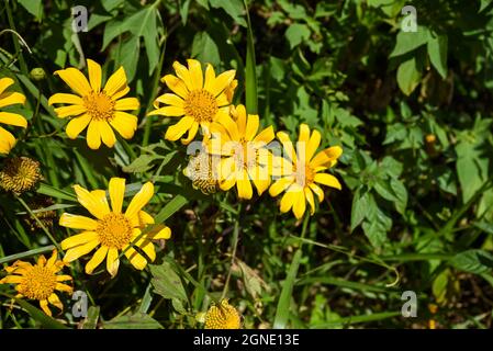 Wilde Sonnenblumen blühen in der Stadt der Tausenden Blumen in Da Lat, Vietnam Stockfoto