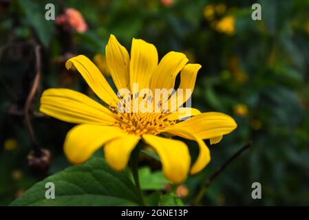 Wilde Sonnenblumen blühen in der Stadt der Tausenden Blumen in Da Lat, Vietnam Stockfoto