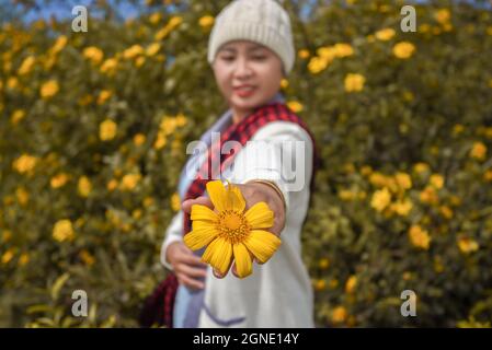 Wilde Sonnenblumen blühen in der Stadt der Tausenden Blumen in Da Lat, Vietnam Stockfoto