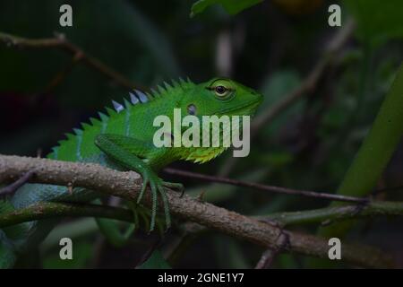 Die Grüne Gartenechse ist in Sri Lanka und wenigen asiatischen Ländern zu finden. Sein Kopf vergleichsweise groß und haben die Fähigkeit, seine Farbe zu ändern. Stockfoto