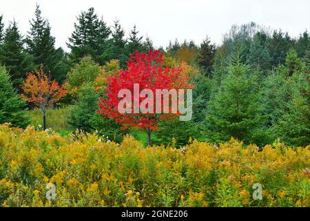 Zwei helle, kleine Ahornbäume vor einer immergrünen Baumgegend, während an einem bewölkten Herbsttag im Vordergrund wilde, goldene Stabblumen blühen. Stockfoto