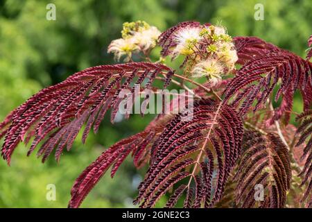 Albizia julibrissin „Sommerschokolade“ Seidenbaum im Garten Stockfoto