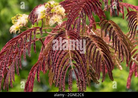 Albizia julibrissin „Sommerschokolade“ Mimosa Tree Stockfoto