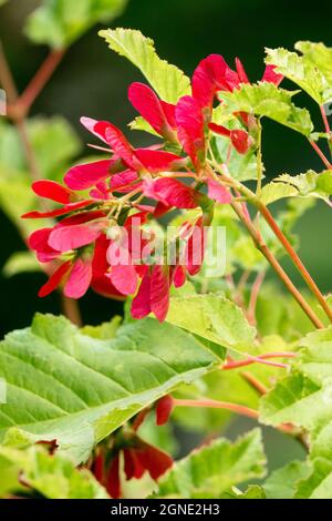 Acer tataricum 'Hot Wings' Ahornsamen Stockfoto