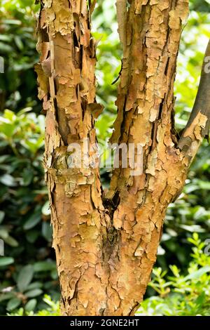 Acer griseum Baum Ahornbaum Rinde im Garten Stockfoto