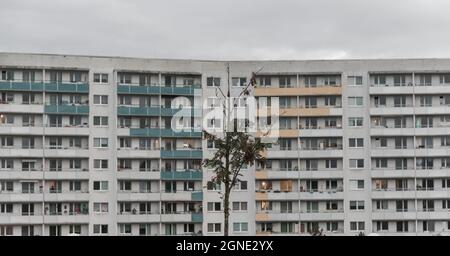 Trostloser kleiner Baum vor einem großen Wohnhaus Stockfoto