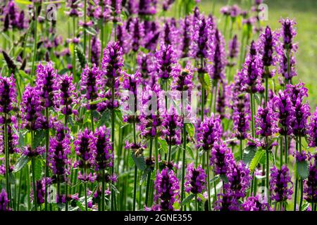 Betonica officinalis Heilpflanze Betony Woundwort Stachys officinalis mehrjährige Pflanzen im Garten Stockfoto