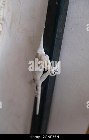 Die Leiche einer mediterranen Hausgecko-Eidechse ( Hemidactylus turcicus ) Stockfoto