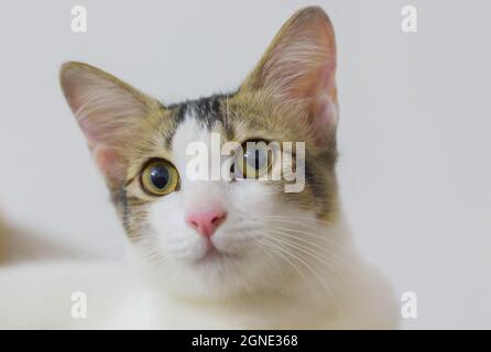 Niedliche und schöne weiße Kätzchen Katze Gesicht mit gelben Augen. Expressive Augen von Haustier housecat suchen. Copy Raum Hintergrund. Selektiver Fokus. Stockfoto