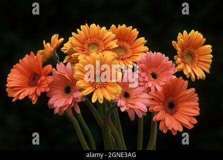 STUDIO-BILD EINES STRAUCHES ROSA UND ORANGE GERBERA BLUMEN (GERBERA JAMESONII) AUF SCHWARZEM HINTERGRUND. Stockfoto