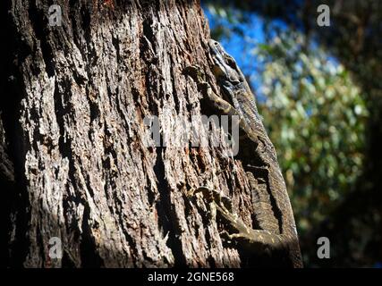 Goanna Kletterbaum Stockfoto