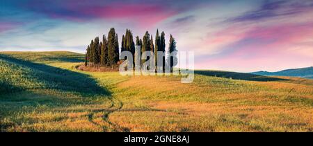 Farbenfroher Frühlingsaufgang mit kleinem Zypressenwald inmitten des Weizenfeldes. Wunderschönes Morgenpanorama in der Toskana, Val d'Orcia Tal, Pienza locatio Stockfoto
