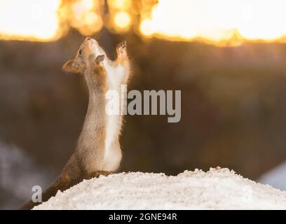 Eichhörnchen stehen auf Schnee bis das Licht Stockfoto