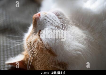 Rot-weiße Katze schläft wunderbar und entspannt und ohne Gefahr, mit dem Kopf in der Luft. Hochformat. Konzentrieren Sie sich auf die Haare neben der Nase Stockfoto