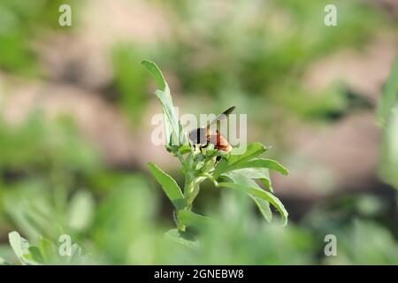 Nahaufnahme Einer Biene sammelt natürlichen reinen Honig und Bio-frisches Bienenwachs aus der weißen Blume des Bockshornklees.Weichzeichnen Effekt von Bockshornklee Pflanze Grün frisch Stockfoto