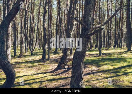 Sonnenlicht im tanzenden Wald der kurischen Nehrung Stockfoto