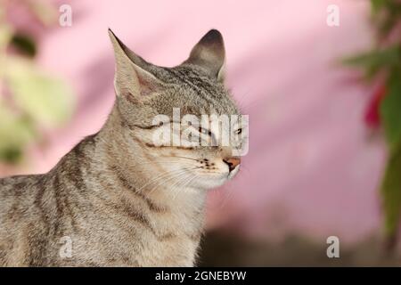 Nahaufnahme der Profilansicht eines Tieres mit einer Tabby-Katze und einer Tabby-Katze, die für den Schlaf posiert Stockfoto