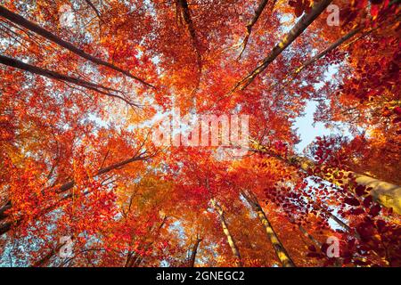 Ansicht von unten auf die Wipfel der Bäume in den Wald. Herrliche morgen Szene in der bunten Wälder. Schönheit der Natur Konzept Hintergrund. Stockfoto