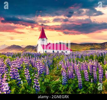 Vik i Myrdal Kirche, Víkurkirkja, umgeben von blühenden Lupinenblumen im Dorf Vik. Dramatischer Sommeraufgang in Island, Europa. Die Schönheit von Stockfoto