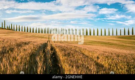 Klassischer Blick auf die Toskana mit Zypressen. Farbenfrohe Sommeransicht der italienischen Landschaft. Schönheit der Landschaft Konzept Hintergrund. Stockfoto