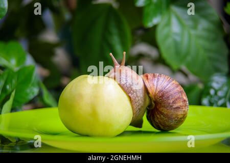 Eine große weiße Schnecke sitzt auf einem grünen Apfel. Nahaufnahme. Stockfoto