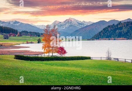 Dramatische Herbstansicht von Sonnenaufgang auf den Haidersee (Lago della Muta) mit Ortler-Gipfel im Hintergrund. Herrliche Morgenszene der italienischen Alpen, Italiens, Europas Stockfoto