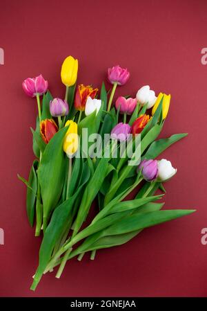 Multicolored tulips on a red background. Spring bouquet. Flowers top view. Beautiful tulip flower background. Tulips close-up Stockfoto