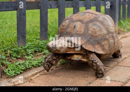 Schildkrötenspaziergänge auf einem Pfad neben einem Zaun auf der Suche nach Nahrung. Walter Sisulu National Botanical Gardens in Johannesburg Südafrika. Stockfoto