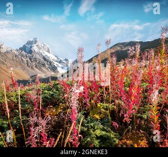 Farbenprächtiger Herbstmorgen in den Kaukasus-Bergen an den Berghängen Ushba. Oberes Svaneti, Hauptkaukasus-Bergrücken, Georgien, Europa. Schönheit der Natur Co Stockfoto