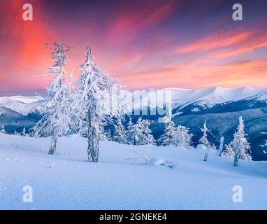 Toller Winteraufgang in den Karpaten mit schneebedeckten Tannenbäumen. Bunte Outdoor-Szene, Happy New Year Celebration Konzept. Die Schönheit der Natur Stockfoto