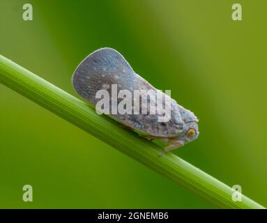 SEJONG CITY, KOREA, SÜD - 17. Aug 2021: Eine Makroaufnahme von Zitrus-Flatid-Planthopper (Metcalfa pruinosa) auf dem Stamm Stockfoto