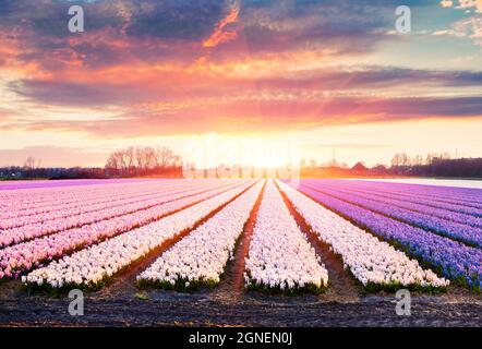 Beeindruckender Sonnenaufgang im Frühling mit Feldern blühender Hyazinthen. Schöne Morgenszene der niederländischen Landschaft, Niederlande, Europa. Die Schönheit des Count Stockfoto